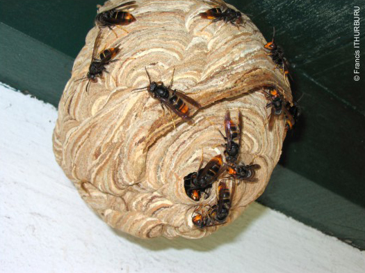 Adultos de Vespa velutina sobre nido