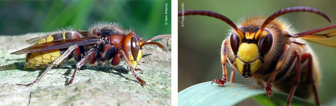 Vespa crabro